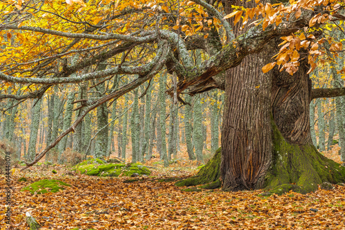 Large tree trunk in autumn
