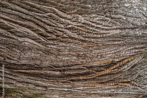 Bark of the tree photo