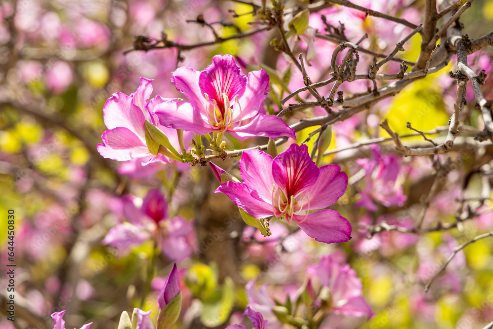 Obraz premium Twigs of orchid tree with young green leaves and pink flowers on a blue background in spring in a park