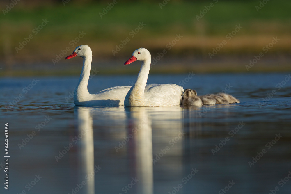 Coscoroba swan with cygnets swimming in a lagoon , La Pampa Province, Patagonia, Argentina. Coscoroba swan with cygnets swimming in a lagoon , La Pampa Province, Patagonia, Argentina.