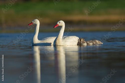 Coscoroba swan with cygnets swimming in a lagoon   La Pampa Province  Patagonia  Argentina.