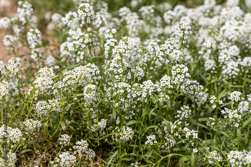 Bright white lobularia flowers with green burgeons and leaves are in the summer garden