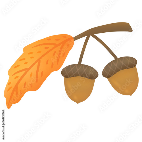 Acorns picked in the autumn