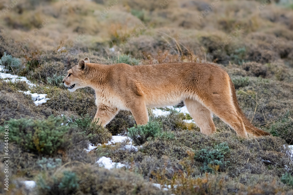 Puma walking in mountain environment, Torres del Paine National Park, Patagonia, Chile. Puma walking in mountain environment, Torres del Paine National Park, Patagonia, Chile.