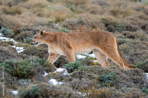 Puma walking in mountain environment, Torres del Paine National Park, Patagonia, Chile.