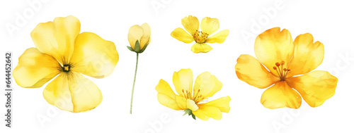 Watercolor small gentle yellow flowers DIY individual element. Hand painted realistic botanical illustration isolated on white background for cards, invitations and posters