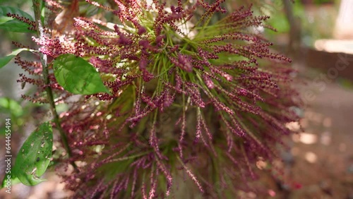 muttipazham, baccaurea courtallensis is a tropical fruit tree. the stem of the tree will be covered with flowers while blossoming and fruit when it is time. Its a beautiful sight when this happen  photo