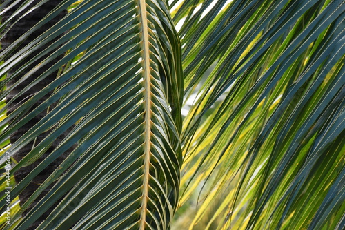 Palm tree leaves