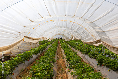 Aydın Province, Nazilli District Strawberry cultivation and strawberry greenhouses