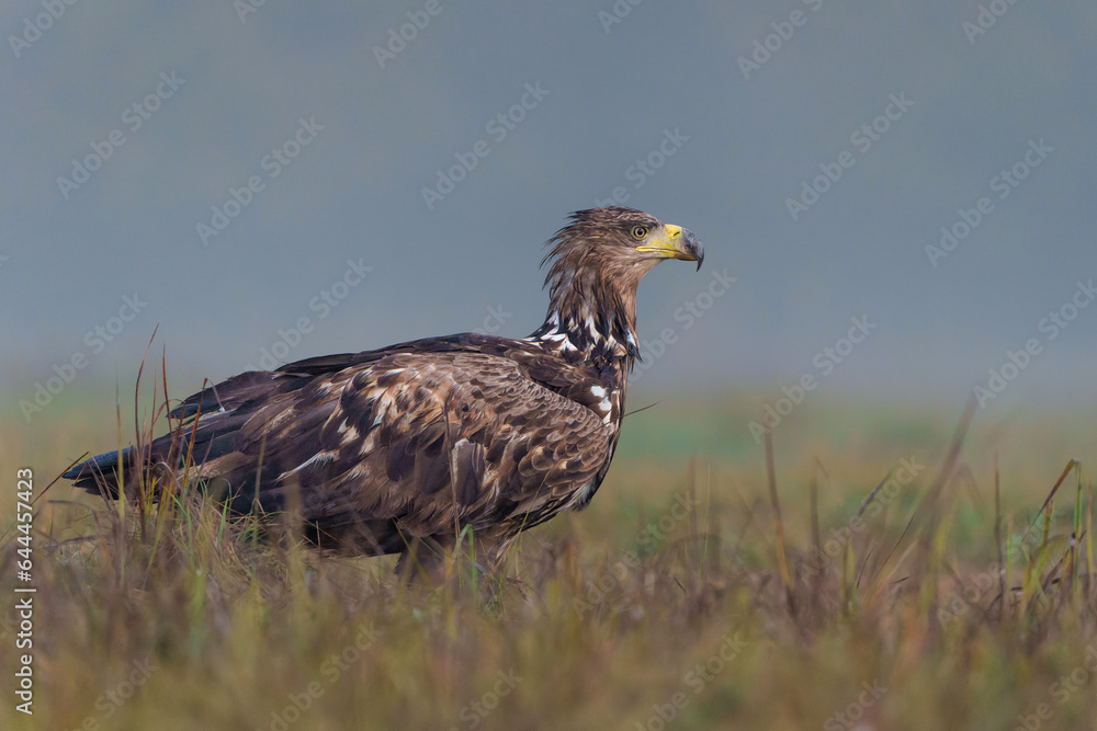 Fototapeta premium White tailed eagles (Haliaeetus albicilla) searching for food in the early morning on a field in the forest in Poland. 