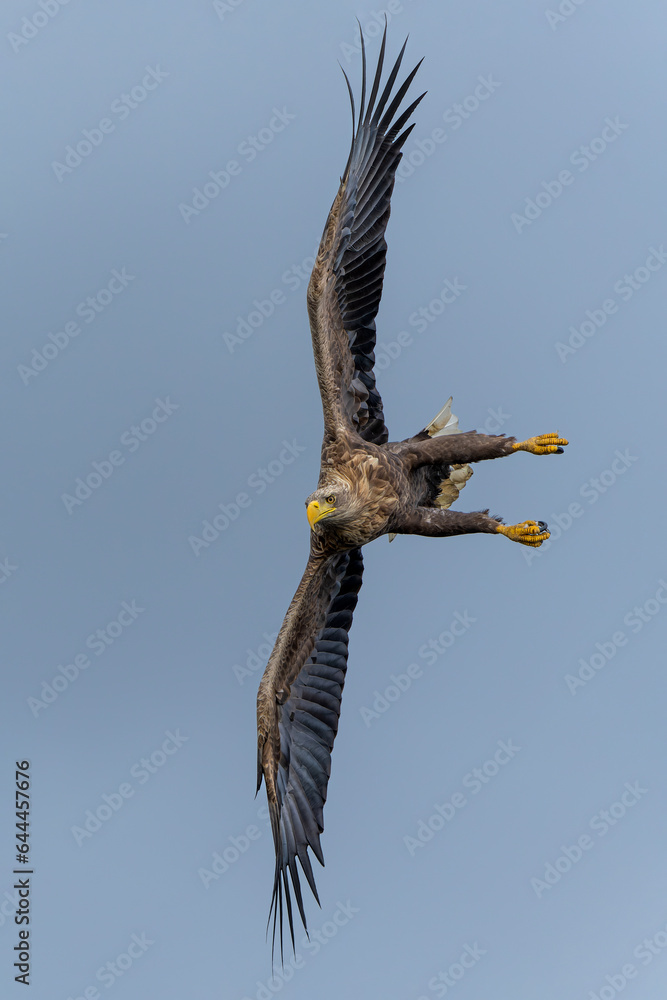 White Tailed Eagle (Haliaeetus albicilla), also known as Eurasian sea ...