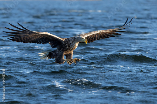 White Tailed Eagle (Haliaeetus albicilla), also known as Eurasian sea eagle and white-tailed sea-eagle. The eagle is flying to catch a fish in the delta of the river Oder in Poland, Europe.