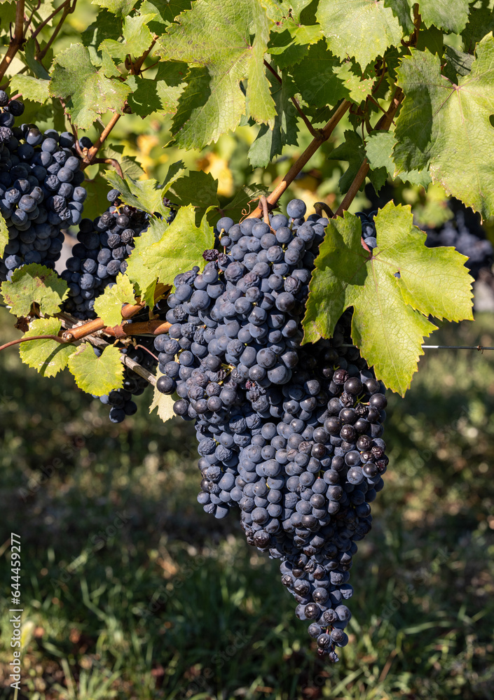 Beautiful bunch of black nebbiolo grapes with green leaves in the vineyards of Barolo, Piemonte, Italy