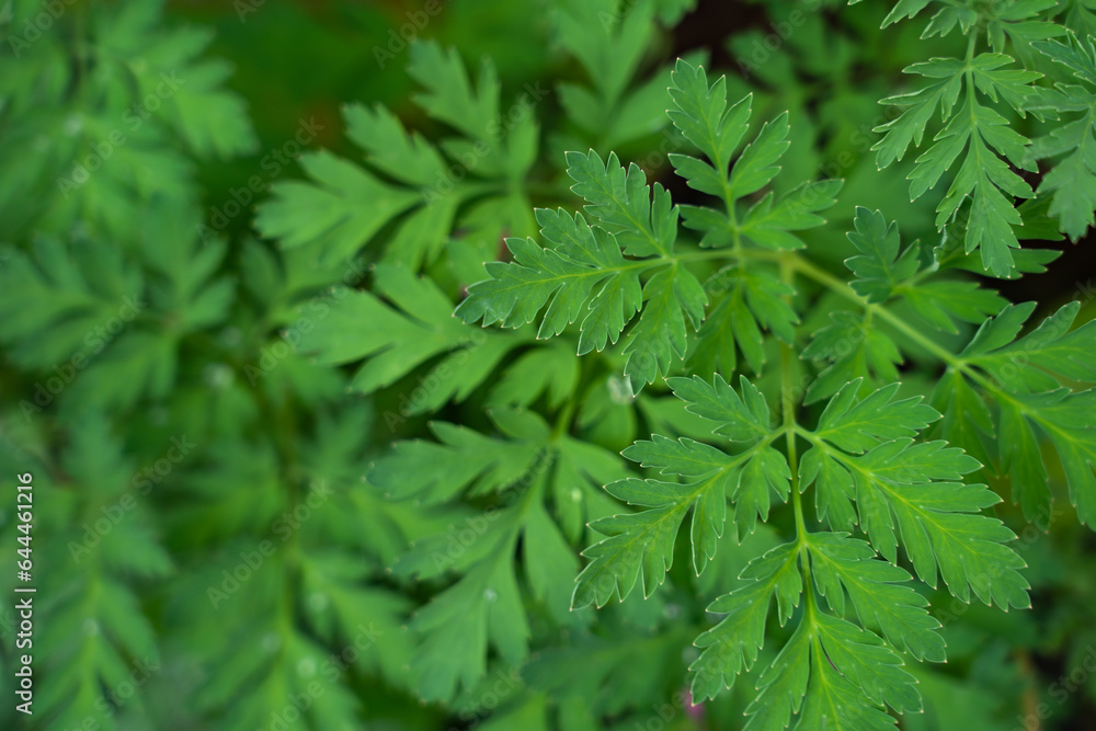 plant background of green leaves of a field plant in natural conditions, botany