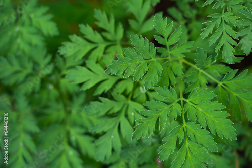 plant background of green leaves of a field plant in natural conditions  botany