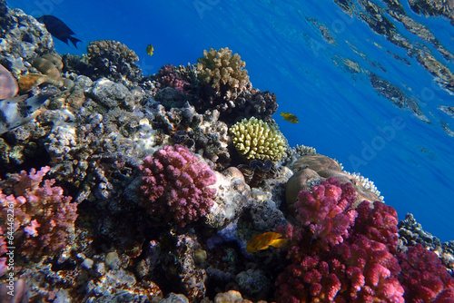 coral reef in the Red Sea