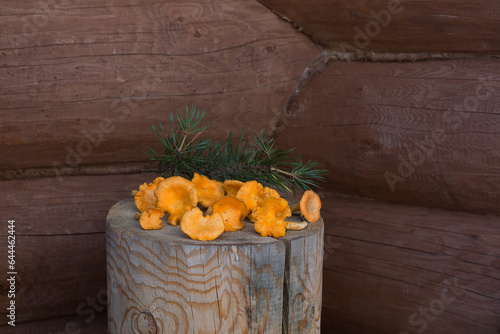 Fresh orange mushrooms Cantharellus with a pine branch.