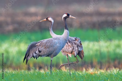 Common cranes (Grus grus) in the field. Pair of common cranes