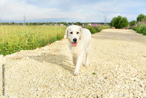 Golden Retriver dog walking on nice yellow country pebble road. life style concept