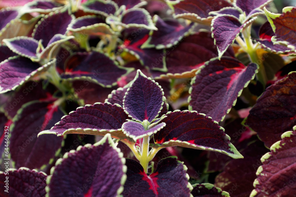 Coleus plant with bright burgundy foliage. Beautiful colorful leaves of a coleus plant growing outdoors Coleus plant with bright burgundy foliage. Beautiful colorful leaves of a coleus plant growing outdoors