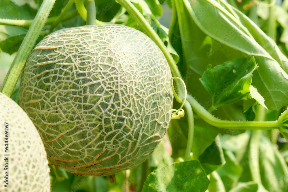 Muskmelon Hanging in Greeinhouse Muskmelon Hanging in Greeinhouse
