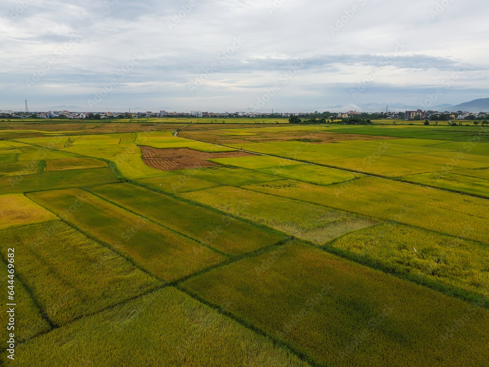 Fototapeta premium Golden rice fields during harvest season photographed from above. Peaceful countryside landscape. Taken with Flycam.