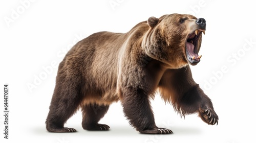 A roaring brown bear in the wild