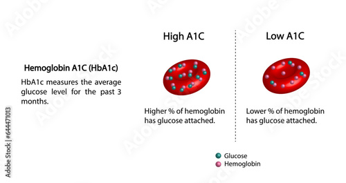 Hemoglobin A1C, HbA1c test , HbA1c levels, Glucose sticks to hemoglobin, glycated hemoglobin, up to 120 days. A1C Blood Sugar Test, Diabetes Mellitus, Infographic, Vector illustration