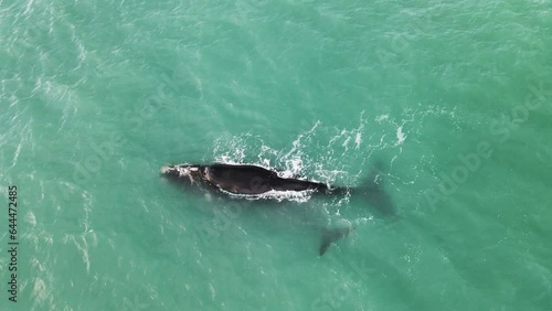 Aerial view of southern right whale (Eubalaena australis) and calf off Struisbaai about four kilometres from Cape Agulhas, the southernmost point of the African continent, Western Cape, South Africa