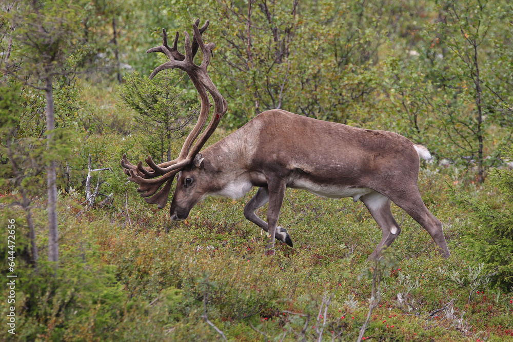 wild reindeer