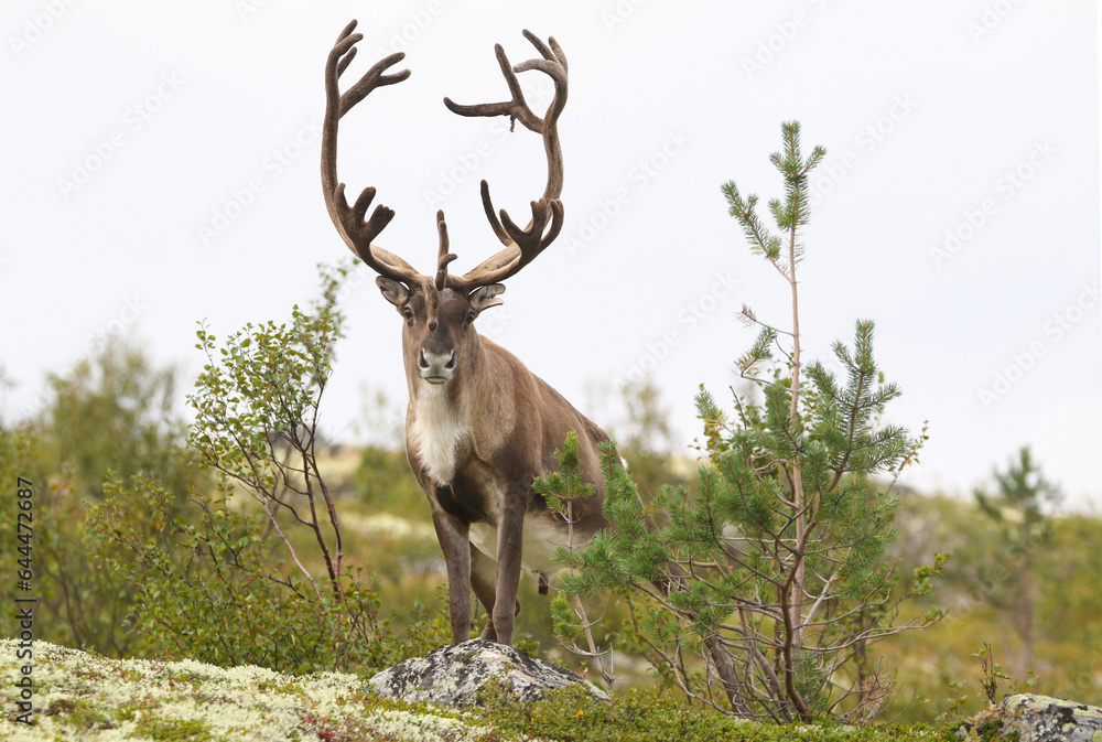 Fototapeta premium wild reindeer