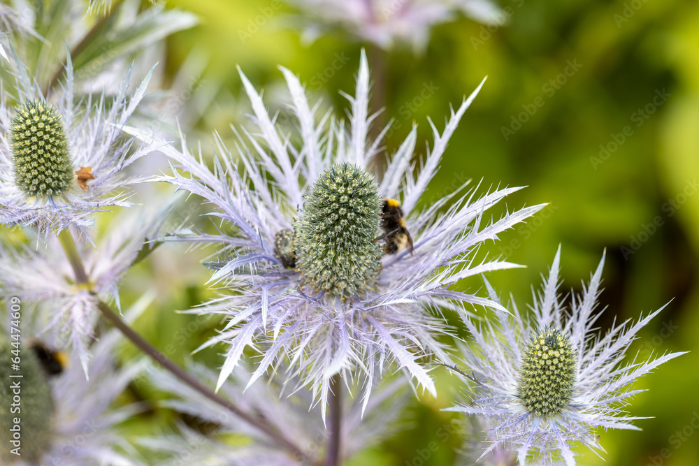 Eryngium alpinum 'Blue Jackpot' also known as Blue Sea Holly Eryngium alpinum 'Blue Jackpot' also known as Blue Sea Holly