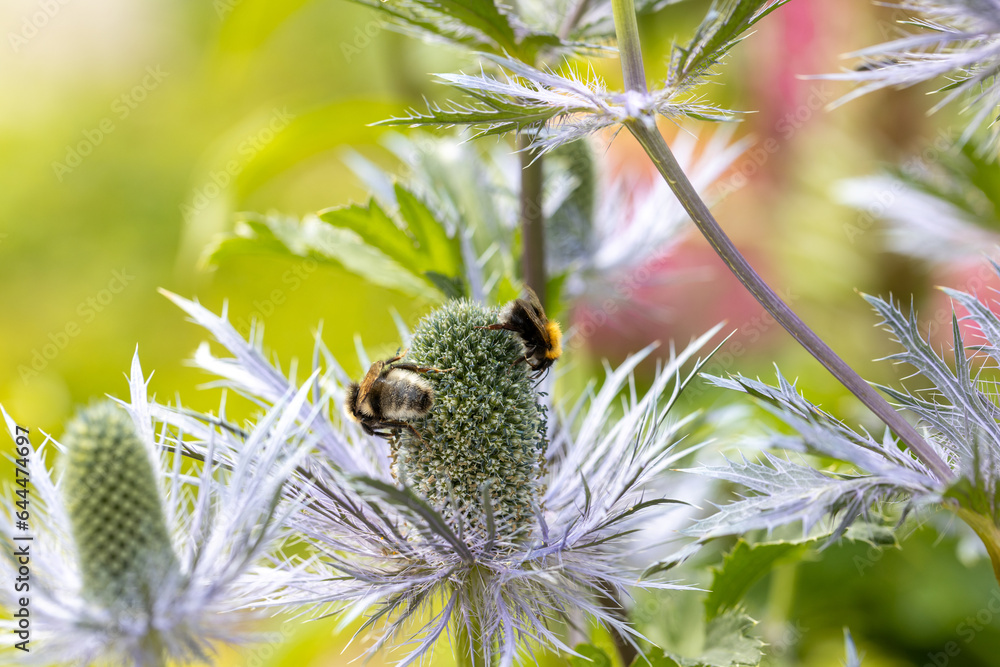 Eryngium alpinum 'Blue Jackpot' also known as Blue Sea Holly Stock