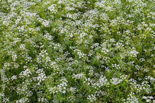 Conium maculatum, colloquially known as hemlock, poison hemlock or wild hemlock, is a highly poisonous biennial herbaceous flowering plant in the carrot family Apiaceae