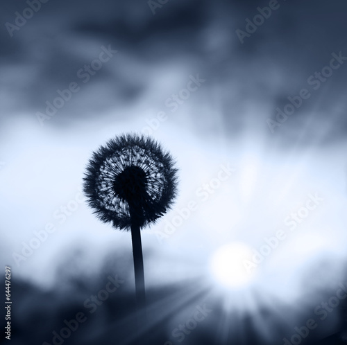 Dandelion silhouette on sunset background