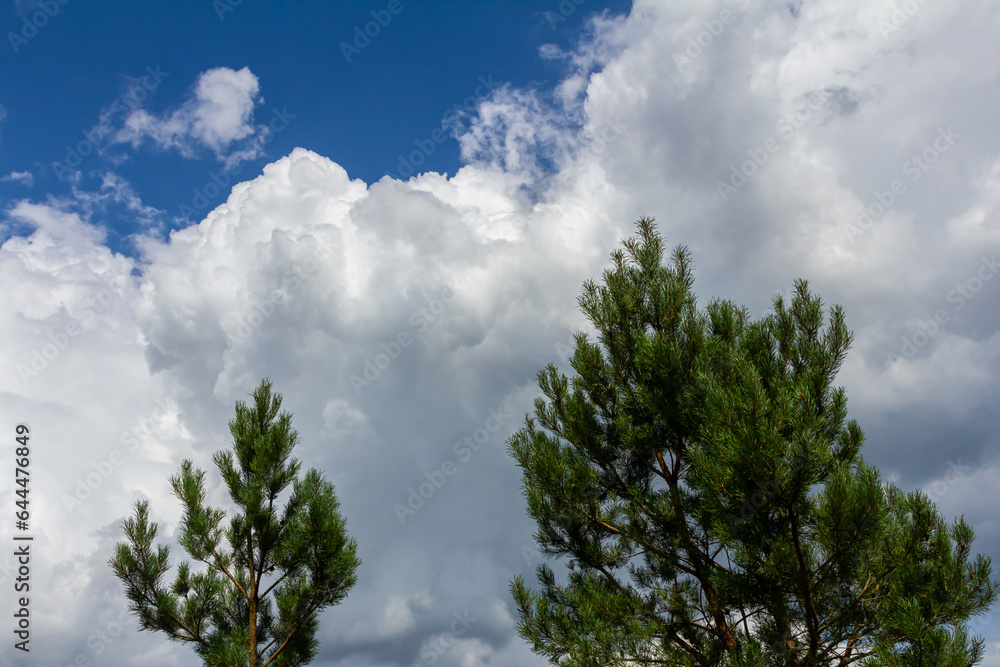 Pine branches on a spring day against the background of the sky with clouds Pine branches on a spring day against the background of the sky with clouds