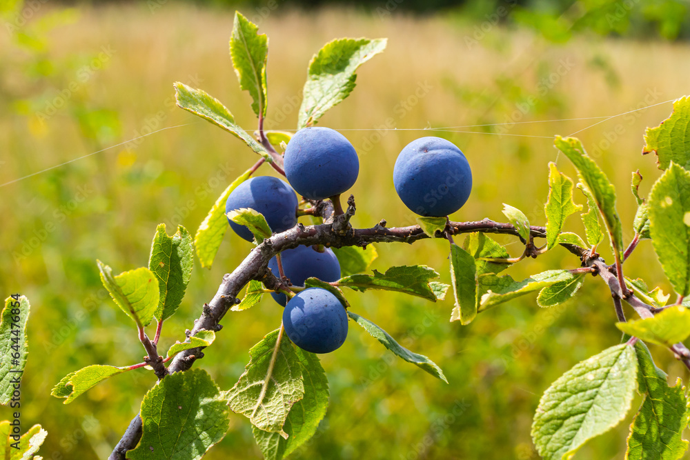 Blackthorn Prunus spinosa, also known as blackthorn Blackthorn Prunus spinosa, also known as blackthorn