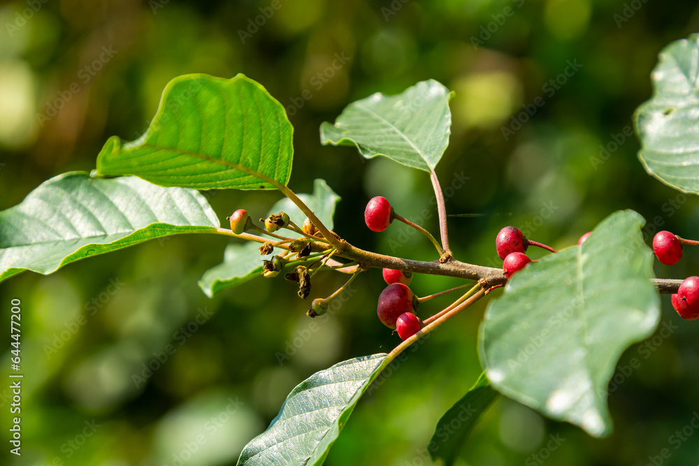Branches of Frangula alnus with black and red berries. Fruits of Frangula alnus