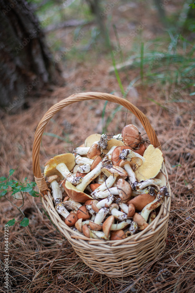 large fresh porcini mushrooms and forest herbs in a wicker basket large fresh porcini mushrooms and forest herbs in a wicker basket
