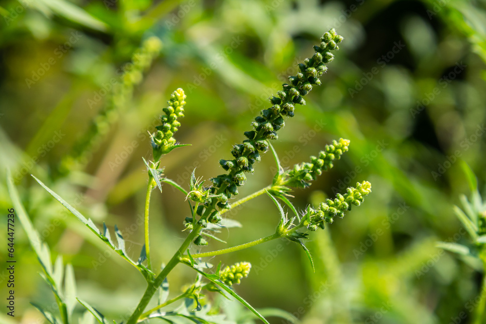 Flower of a common ragweed, Ambrosia artemisiifolia Flower of a common ragweed, Ambrosia artemisiifolia