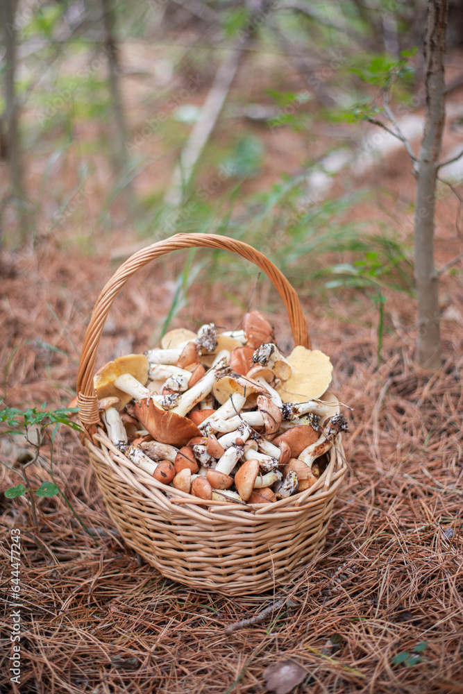 large fresh porcini mushrooms and forest herbs in a wicker basket large fresh porcini mushrooms and forest herbs in a wicker basket