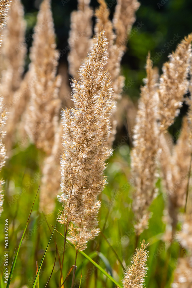 Fototapeta premium Inflorescence of wood small-reed Calamagrostis epigejos on a meadow