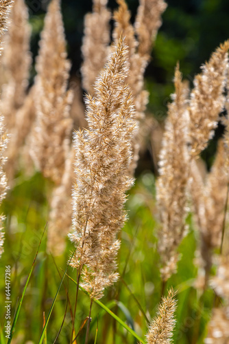 Inflorescence of wood small-reed Calamagrostis epigejos on a meadow
