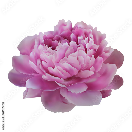 Luxurious pink flower on black background. Vector realistic floral decor  3d illustration. Peony blossom.