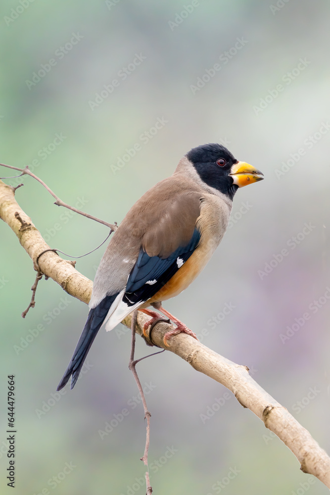 Beautiful Chinese Grosbeak sitting on branch and eating food Beautiful Chinese Grosbeak sitting on branch and eating food