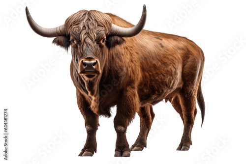 Buffalo Looking at Camera Isolated on a Transparent Background PNG. Generative Ai