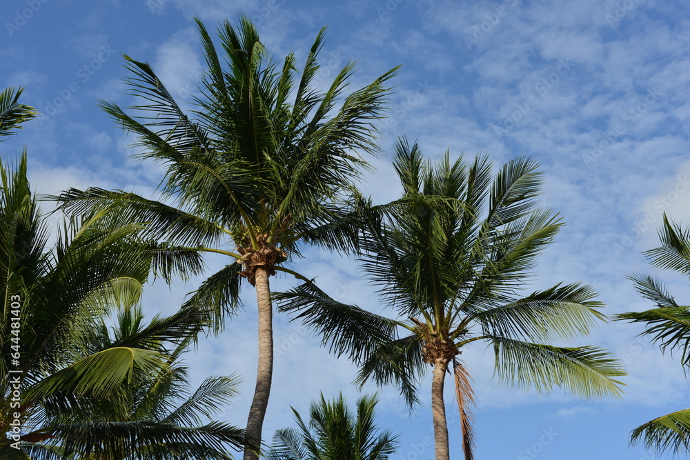 palm trees against sky palm trees against sky
