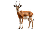 Beautiful Antelope Isolated on a Transparent Background PNG. Generative Ai