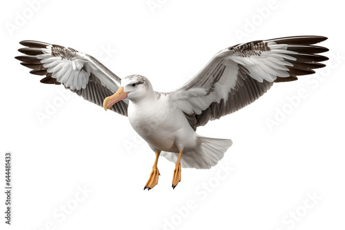 Flying Albatross Isolated on a Transparent Background PNG. Generative Ai © Haider