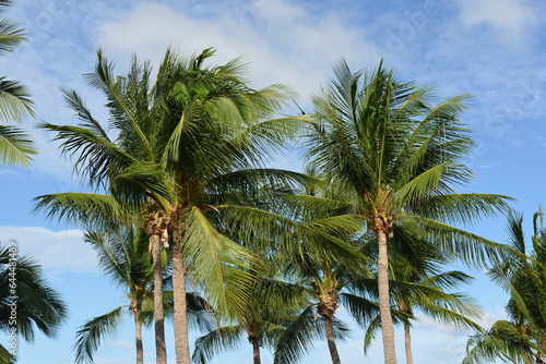 palm tree and sky